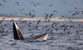 Whale-watching season in Gia Lai